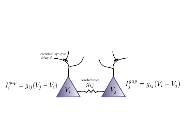 _images/gapjunctions.png